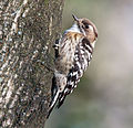 Japanese pygmy woodpecker