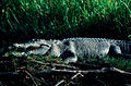 Salt water crocodile - Kakadu National Park 2007 Tourism NT