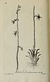 Lobelia dortmanna drawn by Griffith, engraved by Peter Mazell, from John Lightfoot's 1777 Flora Scotica