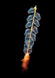 Marrus orthocanna another colonial siphonophore, assembled from two types of zooids.