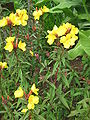 Oenothera fruticosa subsp. glauca