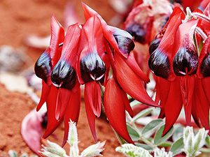 Sturt's Desert Pea, at Melbourne Zoo.