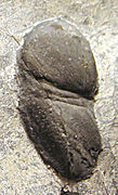 Fossil of the Ordovician liwiid Tariccoia from Sardinia