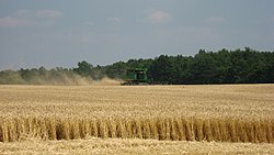 Wheat harvest in Richmond Township