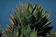 A rosette, with the water of San Diego Bay in the background