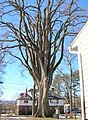 "The Grayson Elm" in Amherst, Massachusetts, in winter. American elm, Massachusetts (2013), with octopus-like limbs. Girth 17 ft; height 80 ft.
