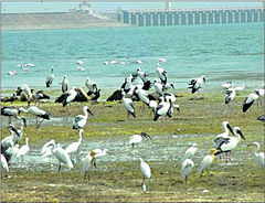 Migratory birds at Jayakwadi Dam, the main source of water for Marathwada.