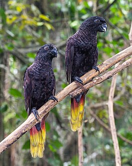 Black lories