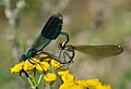 Mating wheel