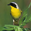 Common Yellowthroat Geothlypis trichas