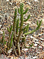 Cylindropuntia californica