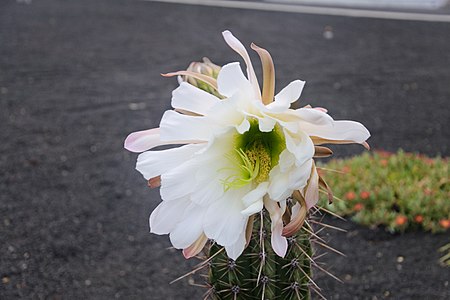 Echinopsis lageniformis flowering