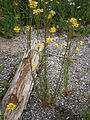 Erysimum hieraciifolium