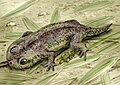原蛙属（英语：Gerobatrachus）复原图，属于两栖形类，诉说着有尾目和无尾目的起源