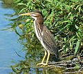 Green heron