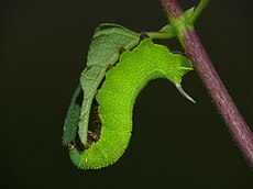 H. fuciformis caterpillar