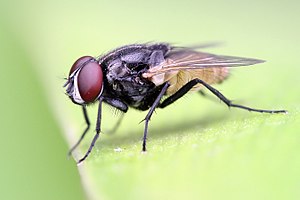 The housefly, Musca domestica