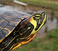 Intergrade of red-eared slider × yellow-bellied slider