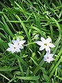 Ipheion uniflorum