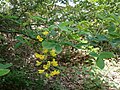 Laburnum anagyroides