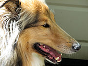 Dolichocephalic (long and thin snout): Rough Collie