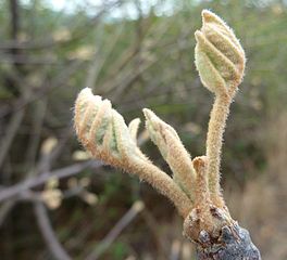 Spring foliage