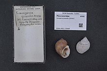 gastropod shell