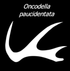 Oncodella paucidentata