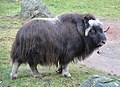 Unlike woolly rhinos and mammoths, muskoxen narrowly survived the Quaternary extinctions.[96]