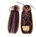 Dorsal and ventral views of firefly Photinus carolinus.