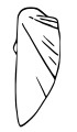 Drawing of the right valve lateral view of Pisidium moitessierianum