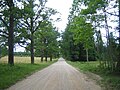 Oak alley in Rõka.