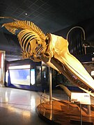 Sperm whale skeleton.