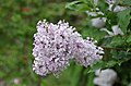 Up close photo of a syringa pubescent ssp. patula flower bunch. This shows the various hues of purple, white, and pink.