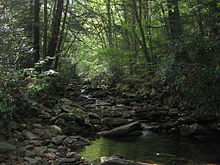 一条小溪流过光滑的岩石，穿过郁郁葱葱的绿色植被。阳光从一些树叶上反射下来，而其他地方处在浓荫中。