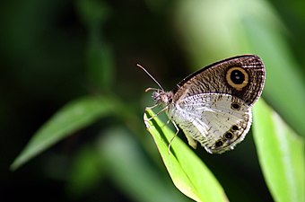 Ventral view