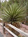 Yucca faxoniana