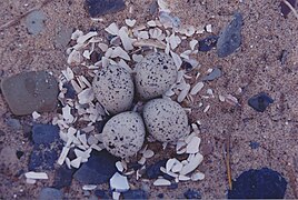 Nest of Charadrius melodus (piping plover)[18][20] nest on a beach of Île de la Grande-Entrée (Village)