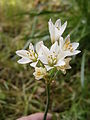 Allium zebdanense