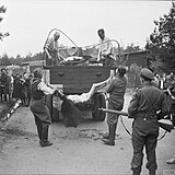 17, 18 April 1945, Former guards are made to load the bodies of dead prisoners onto a truck for burial.