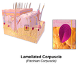 Illustration of lamellated corpuscle