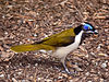 Blue-faced Honeyeater