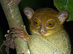 Close-up of the face of Horsfield's tarsier on a branch