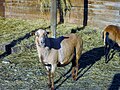 Cameroon sheep