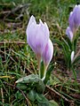 Colchicum hungaricum pink close-up