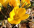 Crocus 'E.A. Bowles', a C. chrysanthus hybrid