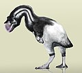 Dromornis stirtoni