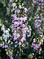 Erica ×darleyensis close-up