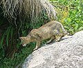 Jungle Cat, seen in Sarmoli Village