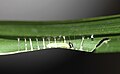 Giant redeye first instar caterpillar